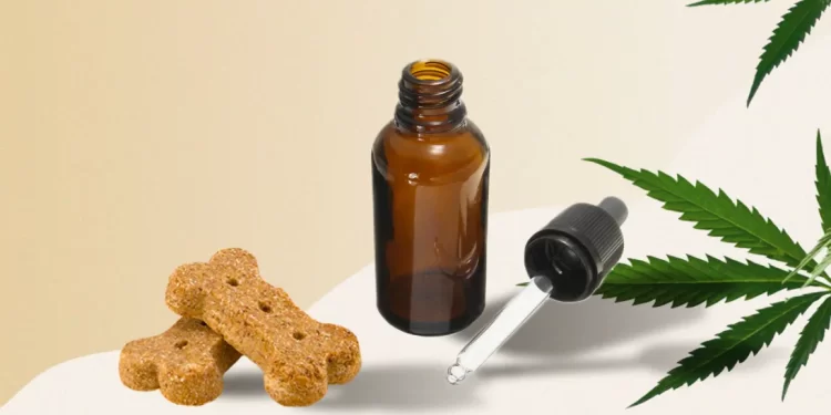 What does CBD oil do for canines?