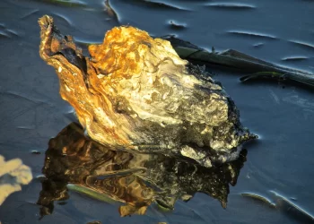 Oyster Hr 20m 24mlundentechcrunch