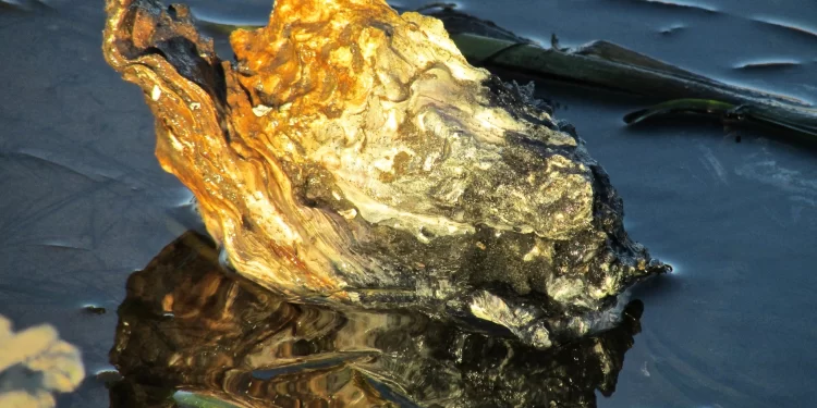 Oyster Hr 20m 24mlundentechcrunch