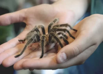 What Is The Best Pet To Get?