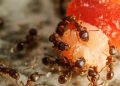 The Importance of Professional Pest Control in Pakenham and Ant Control Brisbane: A Guide to Choosing the Right Service