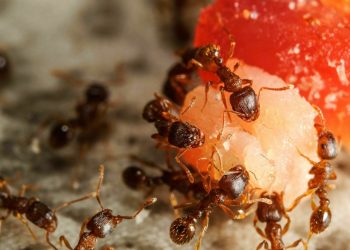 The Importance of Professional Pest Control in Pakenham and Ant Control Brisbane: A Guide to Choosing the Right Service