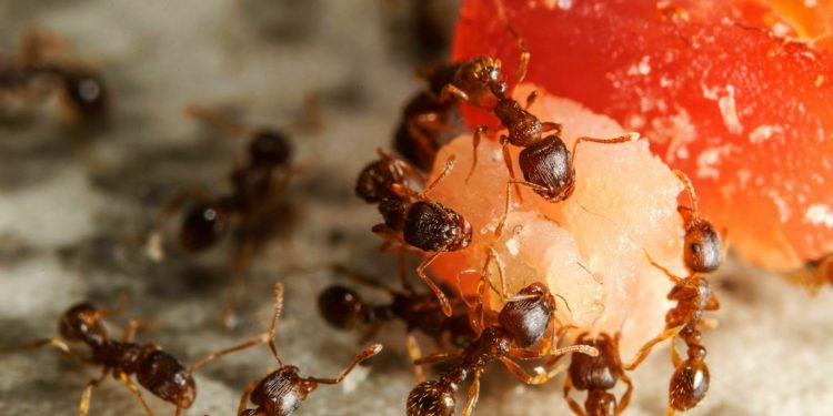 The Importance of Professional Pest Control in Pakenham and Ant Control Brisbane: A Guide to Choosing the Right Service