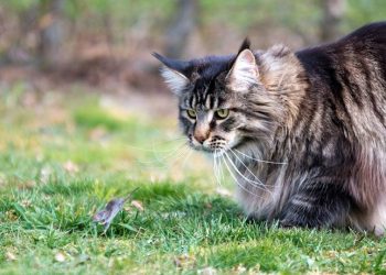 Looking for The Best Mouser? Then Consider These 4 Cat Breeds