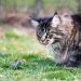 Looking for The Best Mouser? Then Consider These 4 Cat Breeds