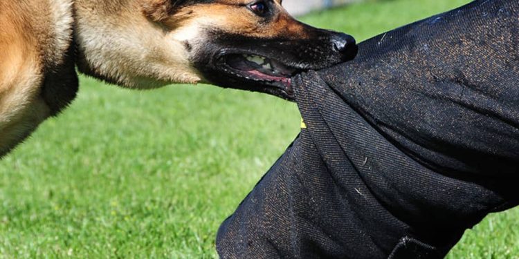 Understanding Dog Bites: A Post-Attack Guide