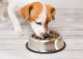 Tips On How To Feed Your Canine
