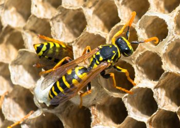 Understanding Wasp Activity Patterns and the Need for Professional Pest Control Services