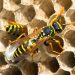 Understanding Wasp Activity Patterns and the Need for Professional Pest Control Services