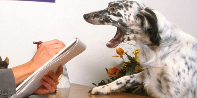 How to Know If My Pup Needs Therapy?