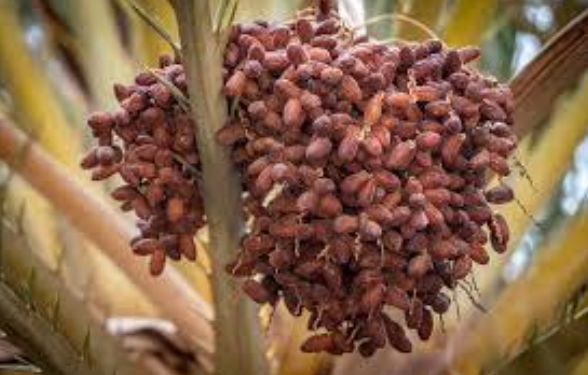 Discover the World of Healthy Date Recipes