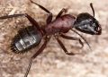 Effective Carpenter Ant Control: Avoiding the Damage Ants Cause