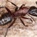 Effective Carpenter Ant Control: Avoiding the Damage Ants Cause