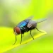 In a Buzz About Blue Flies: Unveiling the Mystery of Fruit Fly Repellent Scents