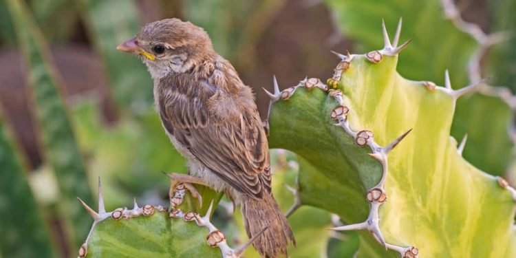Defend Your Property: Bird Deterrent Spikes and Yellow Sticky Traps – A Comprehensive Guide