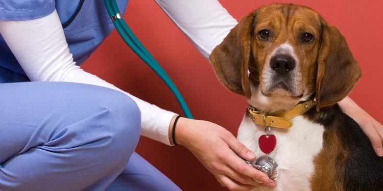 Behind the Scenes: A Day in the Life of a Veterinary Hospital