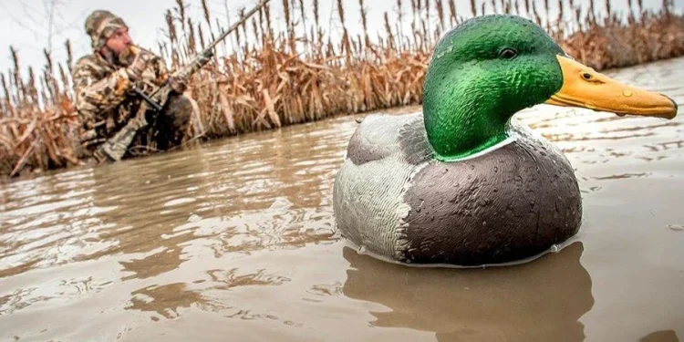 Get More Info on Advanced Decoys for Every Hunting Scenario
