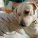 Learn Pet CPR and Be Ready for Any Emergency