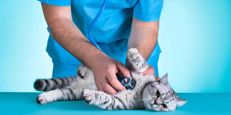 Top Health Concerns For Cats And Dogs: How Veterinarians Can Help