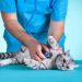 Top Health Concerns For Cats And Dogs: How Veterinarians Can Help