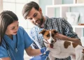 The Benefits Of Regular Checkups With A General Veterinarian