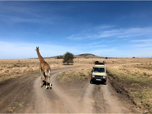 HOW TANZANIA SAFARI EXPERIENCES ARE DESIGNED AROUND ANIMAL MOVEMENT, NOT FIXED SCHEDULES